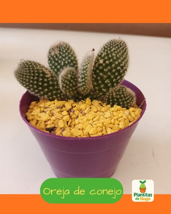 Producto - Cactus Oreja de Conejo (Opuntia microdasys)