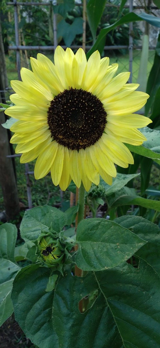 Producto - Semillas de girasol lemon queen multiflora