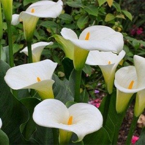 Producto - Zantedeschia aethiopica (Cala)