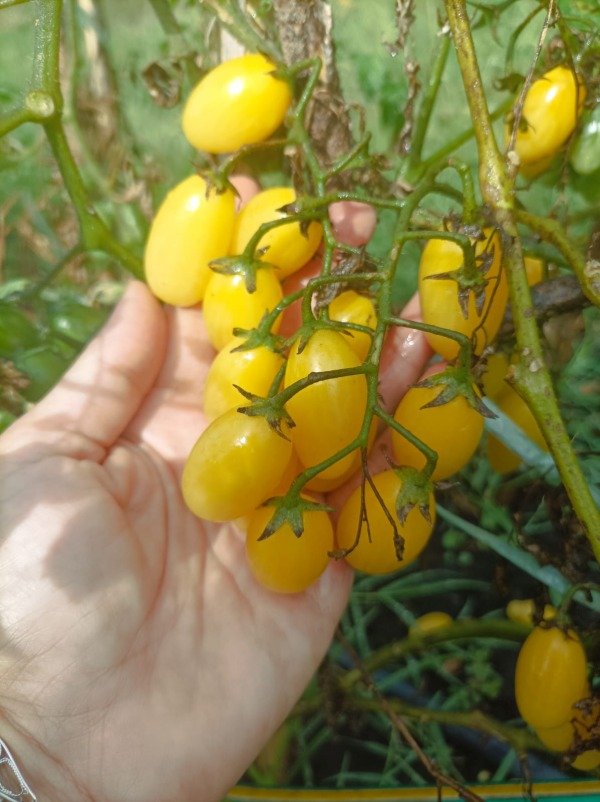 Producto - Tomate Lemon jelly bean