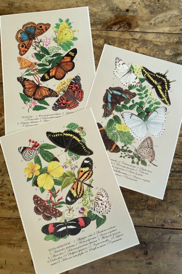 Producto - Láminas flora y mariposas de ecorregiones bonaerenses A4/A3
