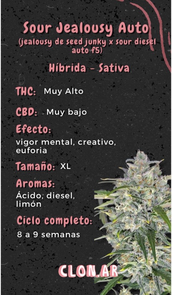 Producto - Semillas Clonar Automaticas x4 - 2
