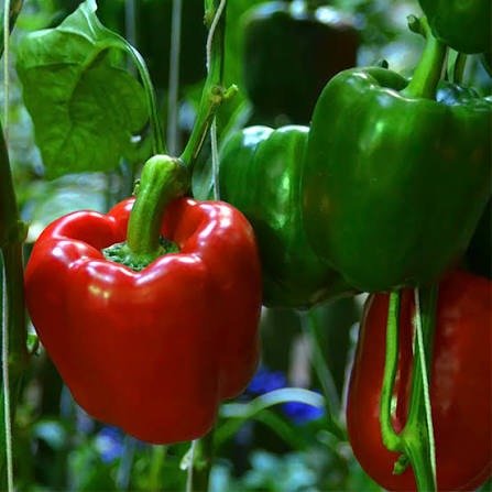 Producto - Semillas de Morron Rojo Pimiento - 2