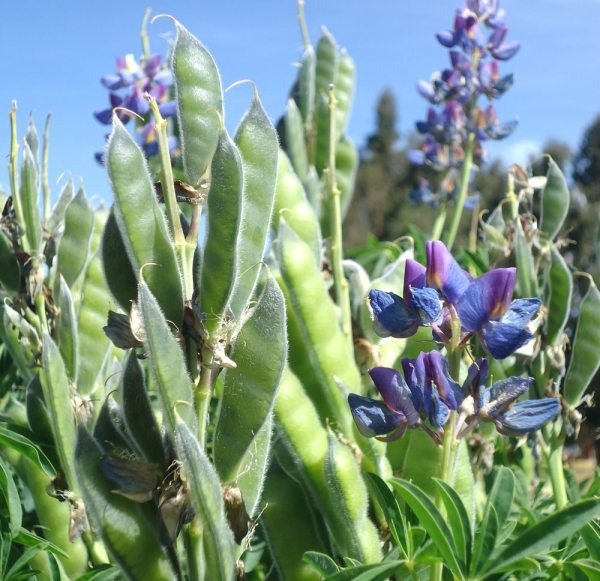 Producto - Tarwi Andino (100 semillas)