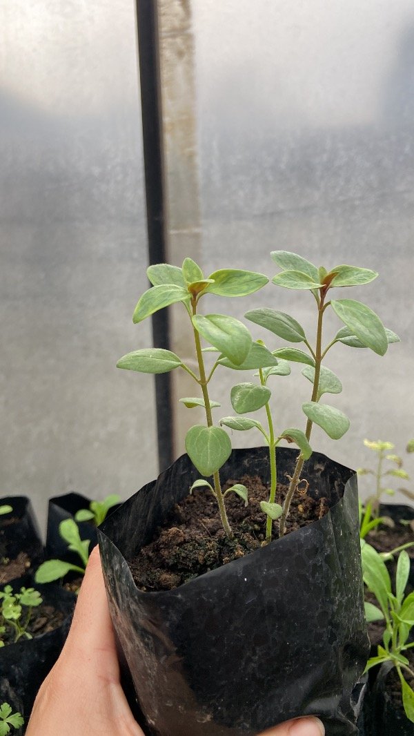 Producto - Plantines Agroecologicos de conejito mix
