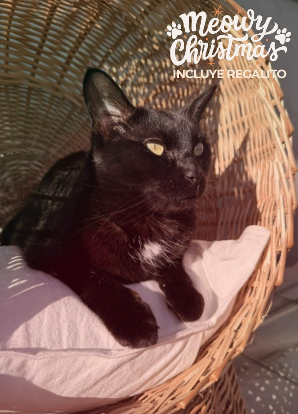 Producto - Boho Suite