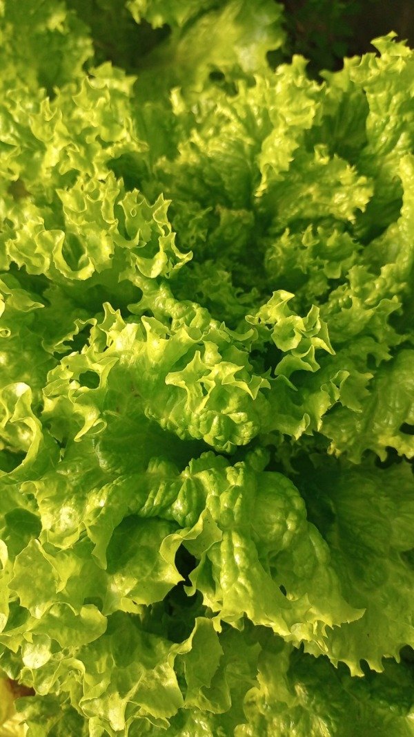 Producto - Lechuga Crespa - Huerta en Casa - 0