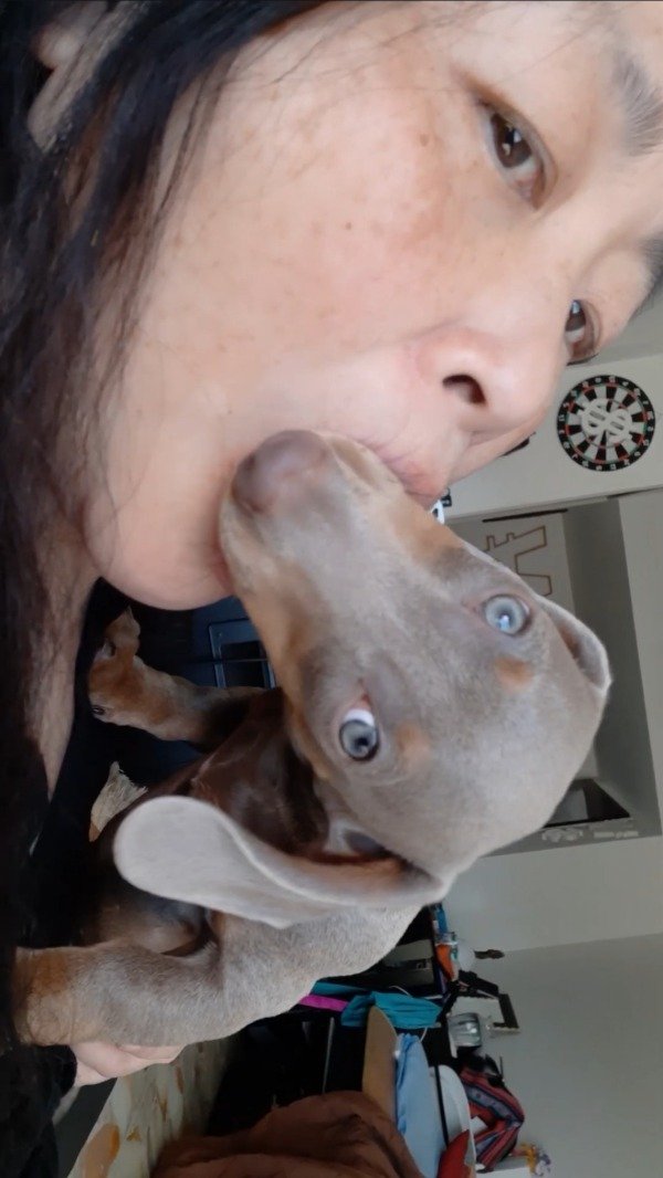 Producto - 007 Silver puppy Kiss (5.02 min)