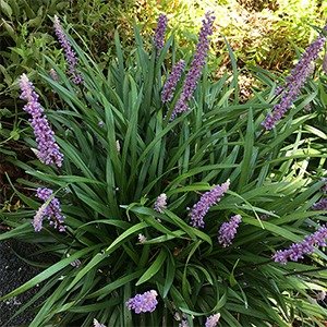 Producto - Liriope muscari