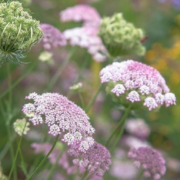 Producto - Daucus carota - zanahoria ornamental - Mix blancas y rosadas
