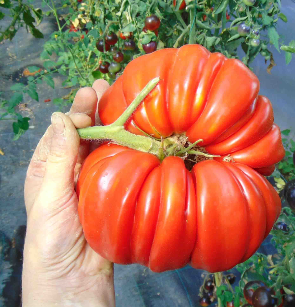 Producto - SEMILLAS DE TOMATE RICCIO DI PARMA