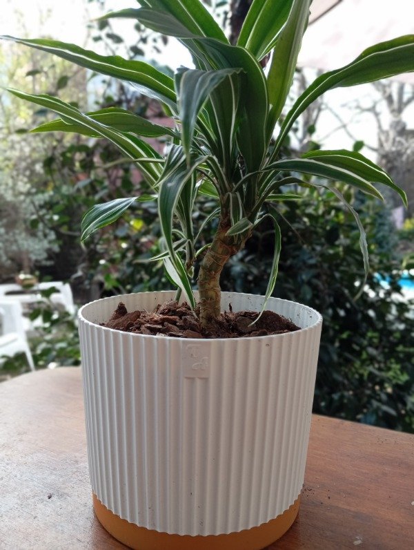 Producto - Planta con maceta bca
