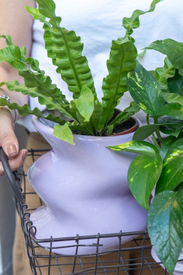 Producto - Maceta Lambada