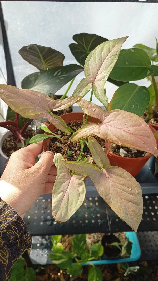 Producto - Singonium Pink