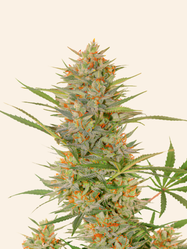 Producto - Dinamo x5 - Chita Seeds