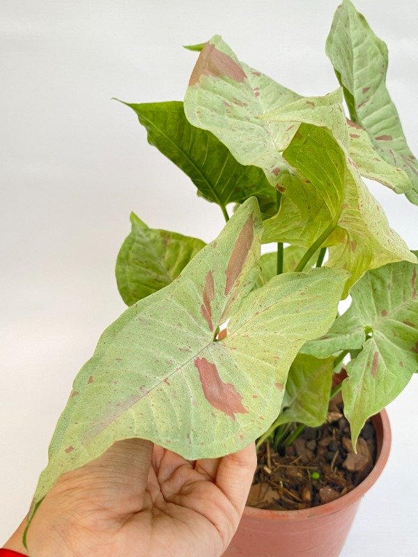 Miniatura de producto - 4