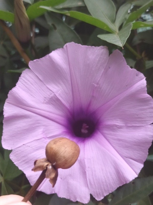 Producto - Ipomea Semillas P. Propia - 0