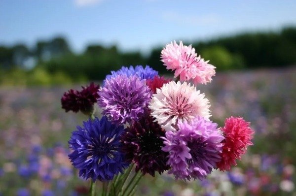 Producto - Plantines agroecologicos de centaurea doble