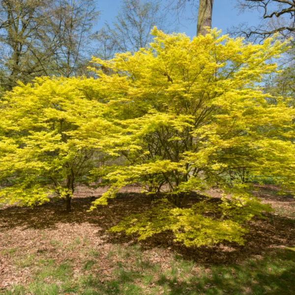 Producto - Acer palmatum Katsura