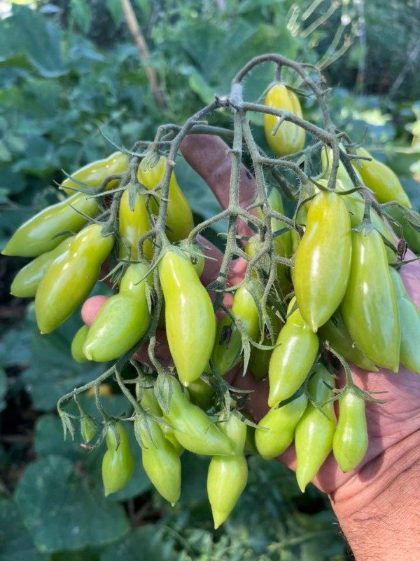 Producto - SEMILLAS DE TOMATE CHERRY MY DANCING GREEN FINGERS MULTIFLORA SUPER DULCE