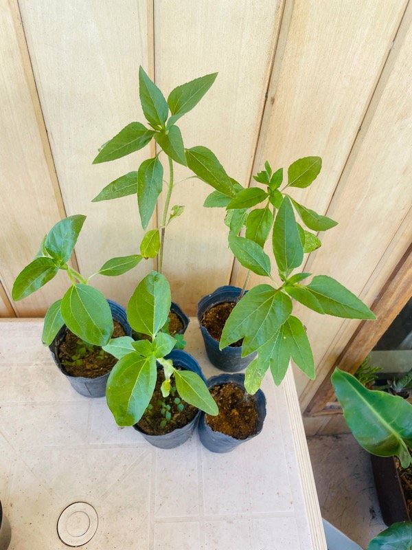 Miniatura de producto - 5