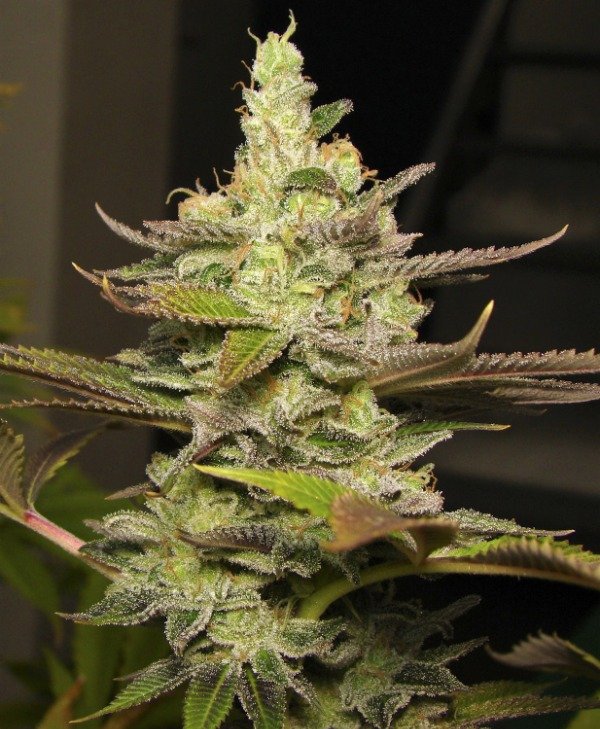 Producto - WATERLEMON ZKITTLEZ