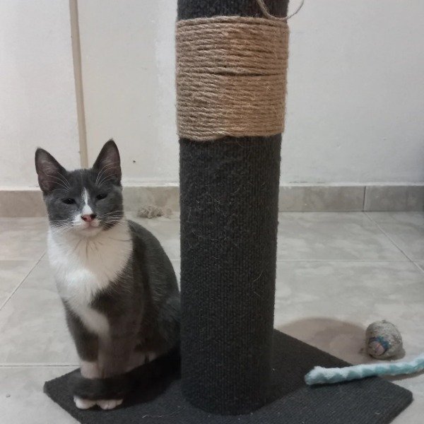 Miniatura de producto - 2