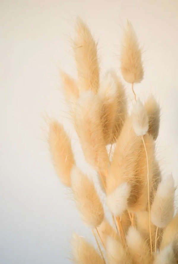 Producto - RAMO COLITA DE VISON NATURAL