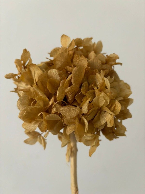Producto - Hortensia
