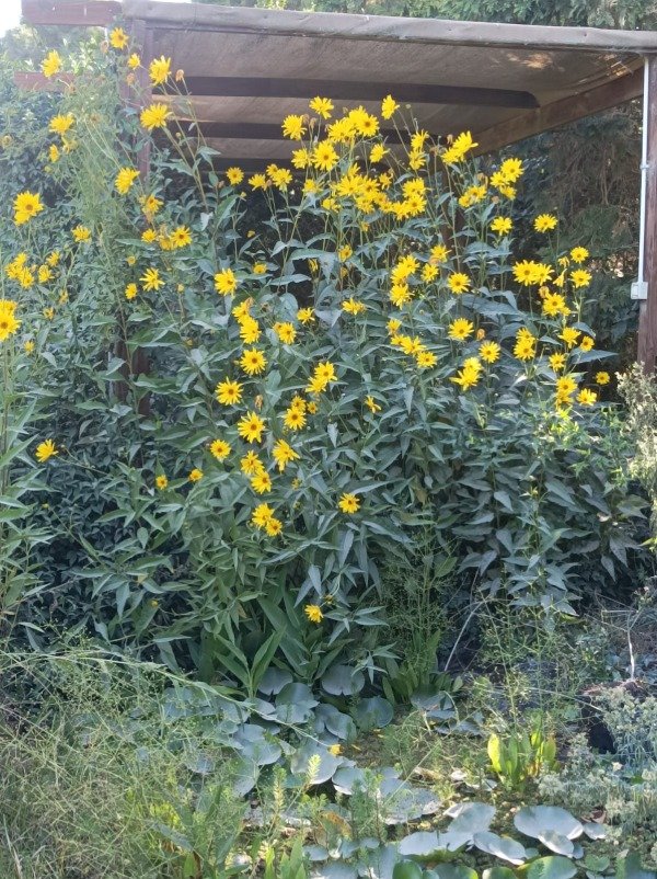 Producto - Topinambur ( Helianthus tuberosus )