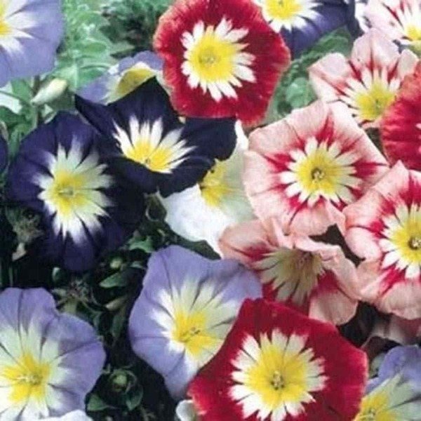 Producto - Semillas De Convolvulus Tricolor Minor Ensign Mix - 1