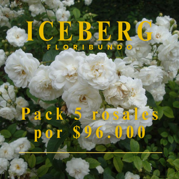 Producto - 5 rosales Iceberg Floribundos