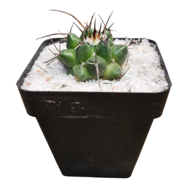 Producto - Mammillaria compresa