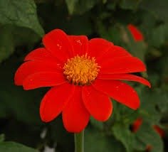Producto - Girasol mexicano
