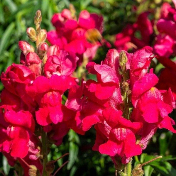 Producto - Semillas De Conejito Gigante Rojo Antirrhinum Majus - 1