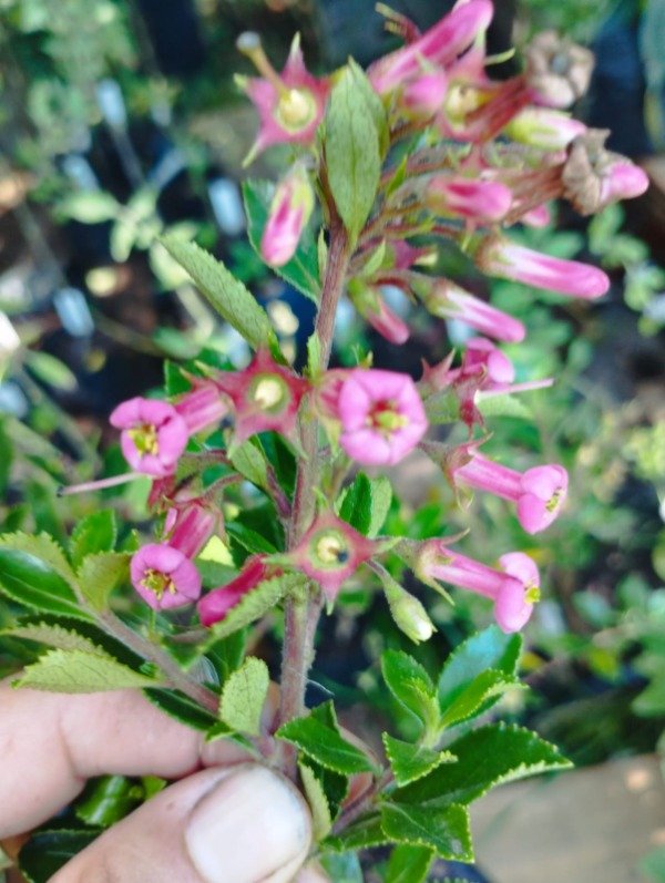 Producto - Escalonia