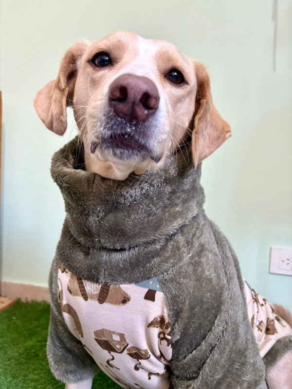 Producto - Poleron Estampado para Perros Gigantes
