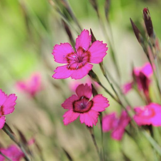 Producto - 30 Semillas Dianthus deltoides