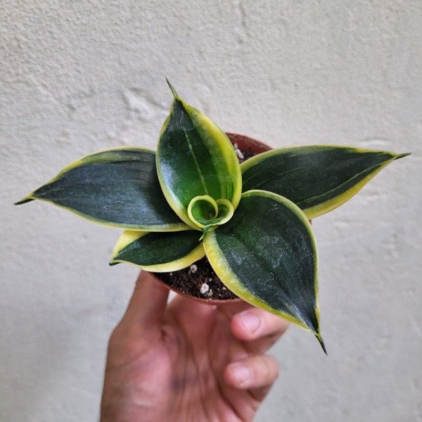 Producto - Sansevieria Golden Lotus