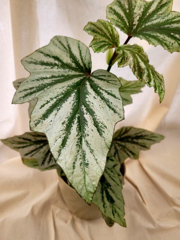 Producto - Begonia Looking Glass