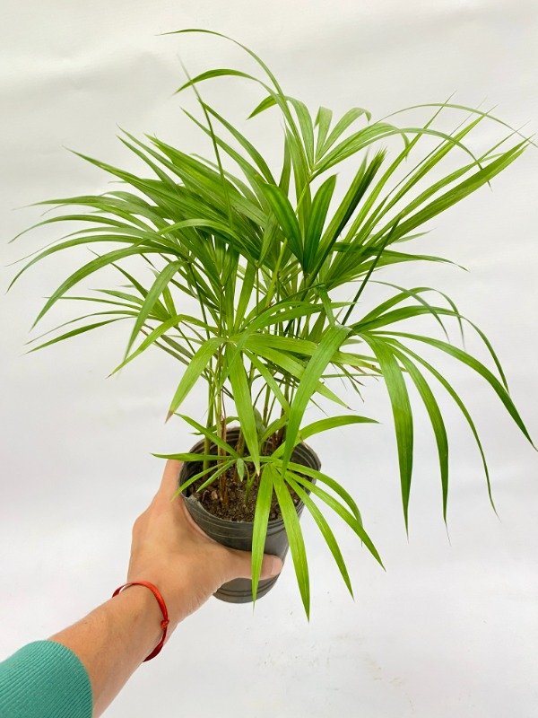 Miniatura de producto - 4