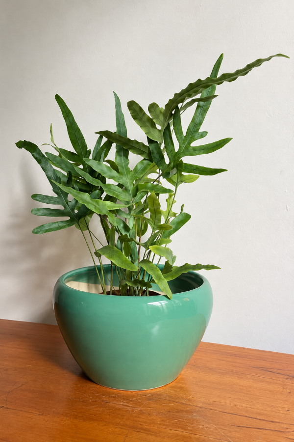 Producto - Helecho Blue Star - 0