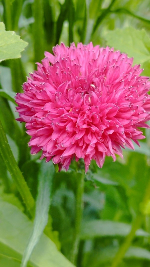 Producto - Centaurea fucsia otoño invierno