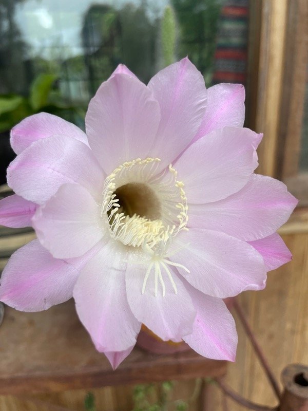 Producto - Cactus erizo de mar