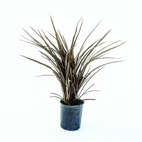 Producto - Phormium bronze baby