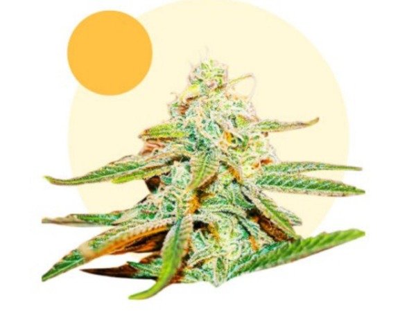 Producto - Lafanta Light Auto