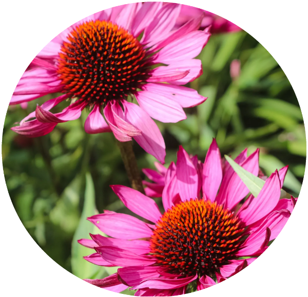 Producto - Equinacea