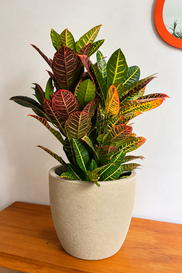 Producto - Croton Petra Grande - 1