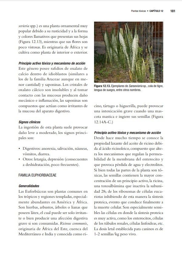 Producto - Zeinsteger: Abordaje Terapéutico de las Intoxicaciones en Pequeños Animales - 8