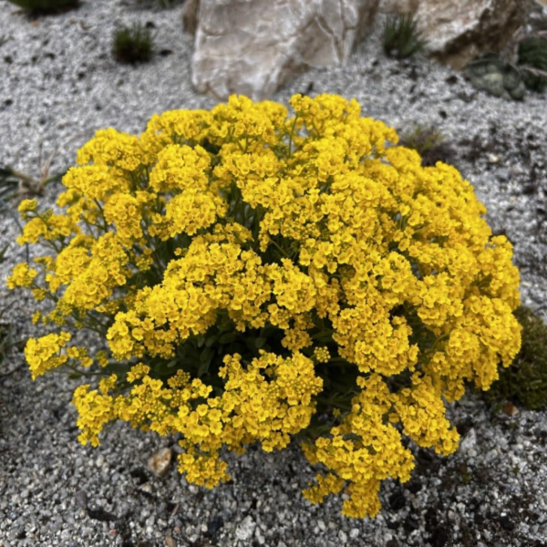 Producto - Alyssum saxatile